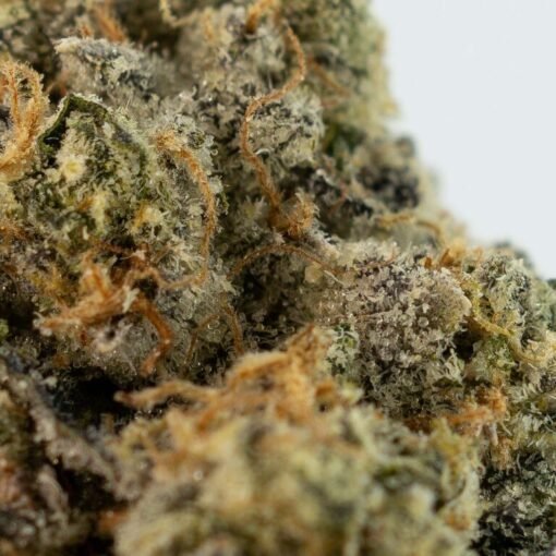 ANIMAL FACE Weed
